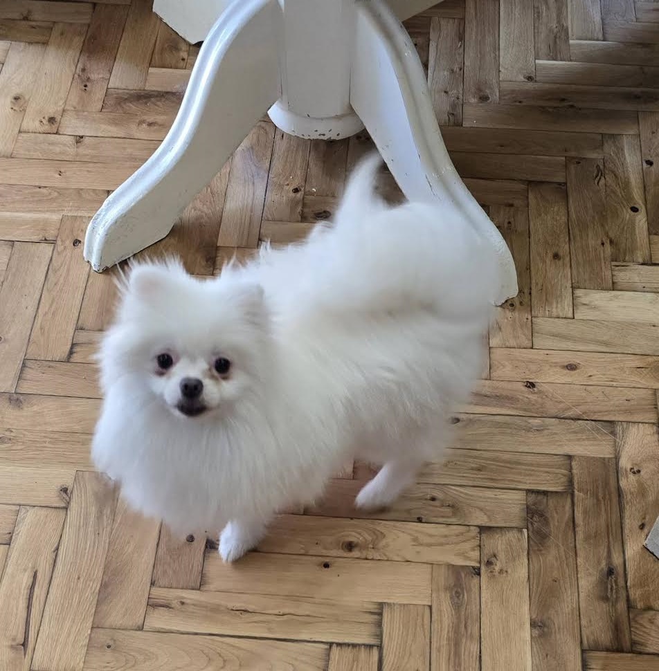 Čistokrvni Boo štenci Pomeranca