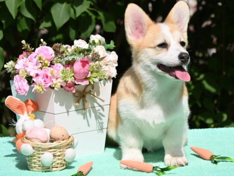Velski korgi/Welsh Corgi Pembroke