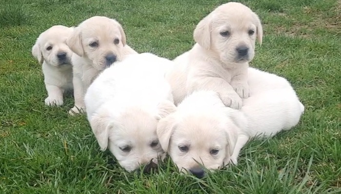 Prelepi, čistokrvni štenci labradora