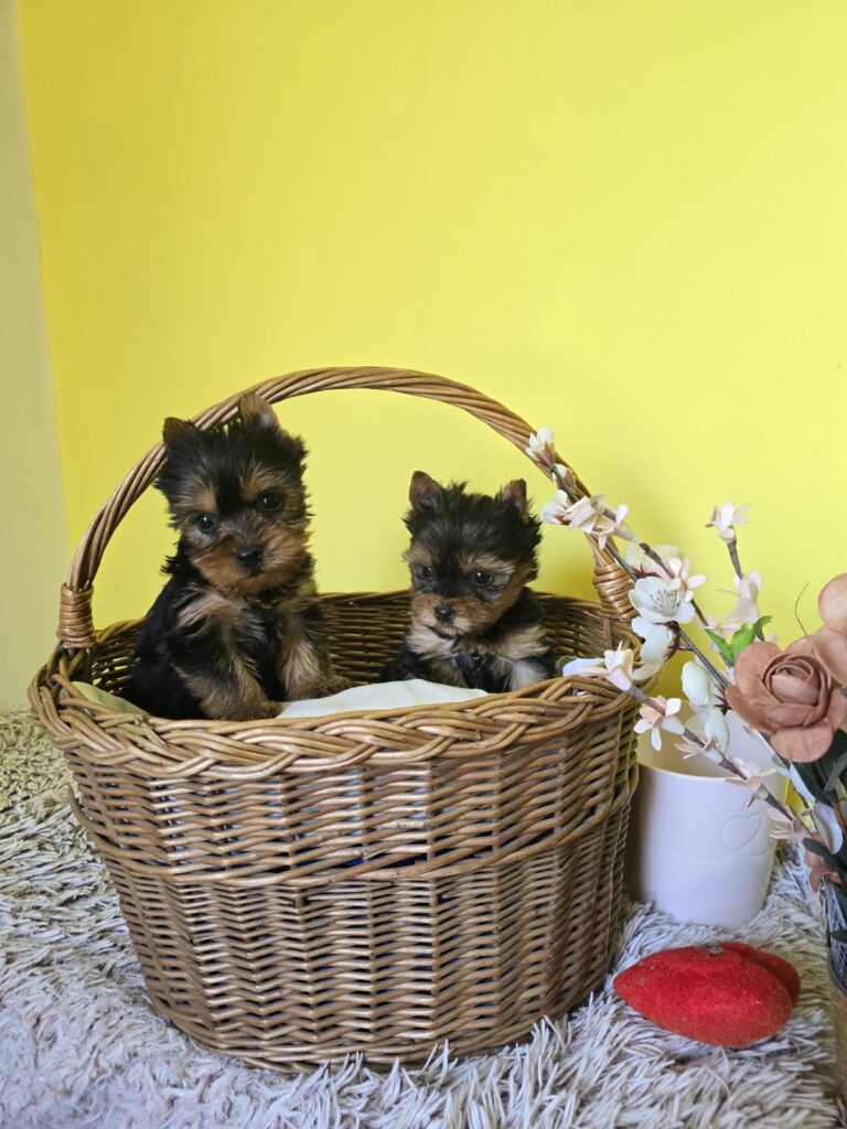 Mini Jorkširski Terijeri, mužjak na prodaju