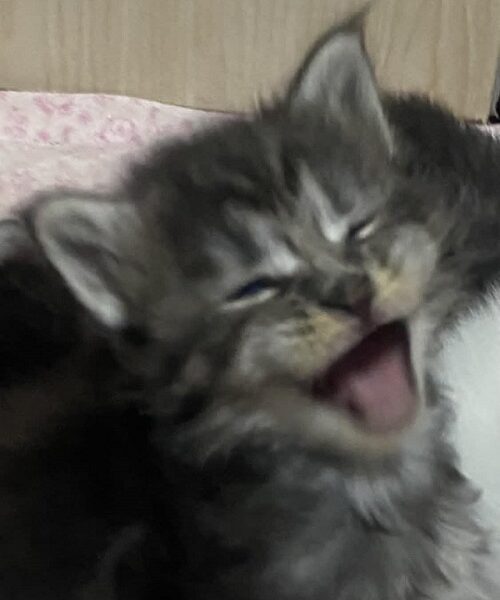 Maine Coon mačići