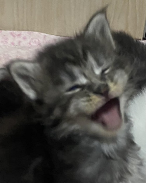 Maine Coon mačići