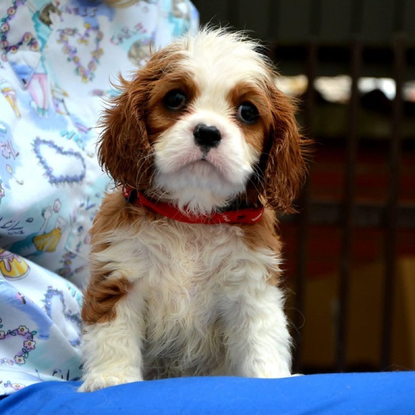 Cavalier King Charles španiel - blenheim i tricolor