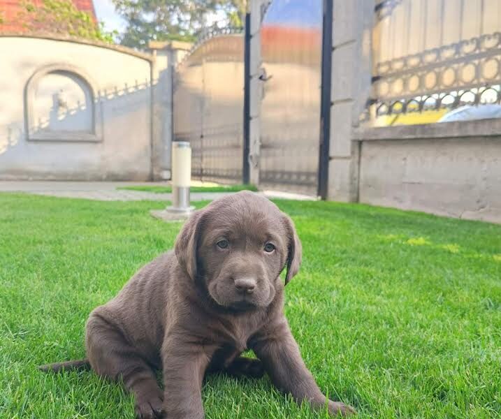 Labrador retriver