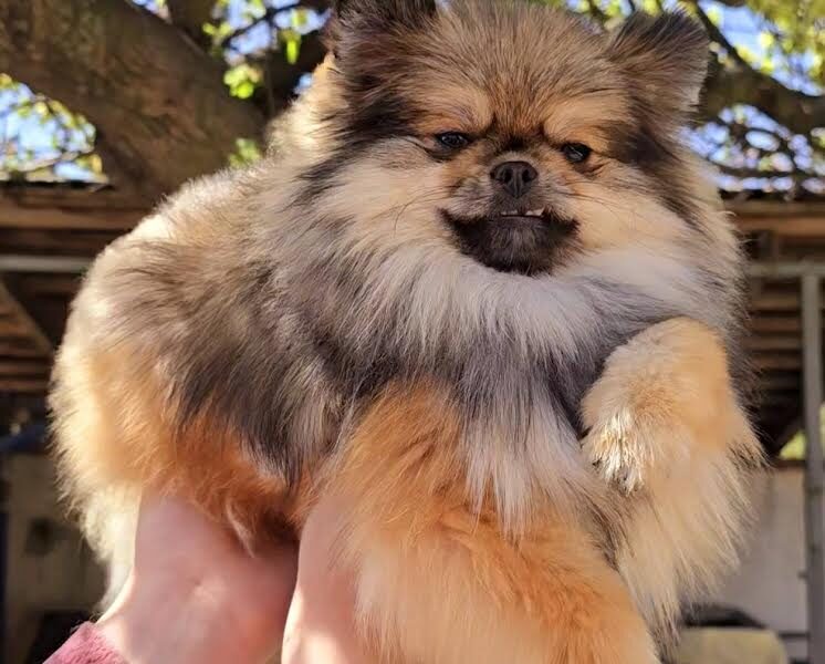 Čistokrvni Boo štenci Pomeranca