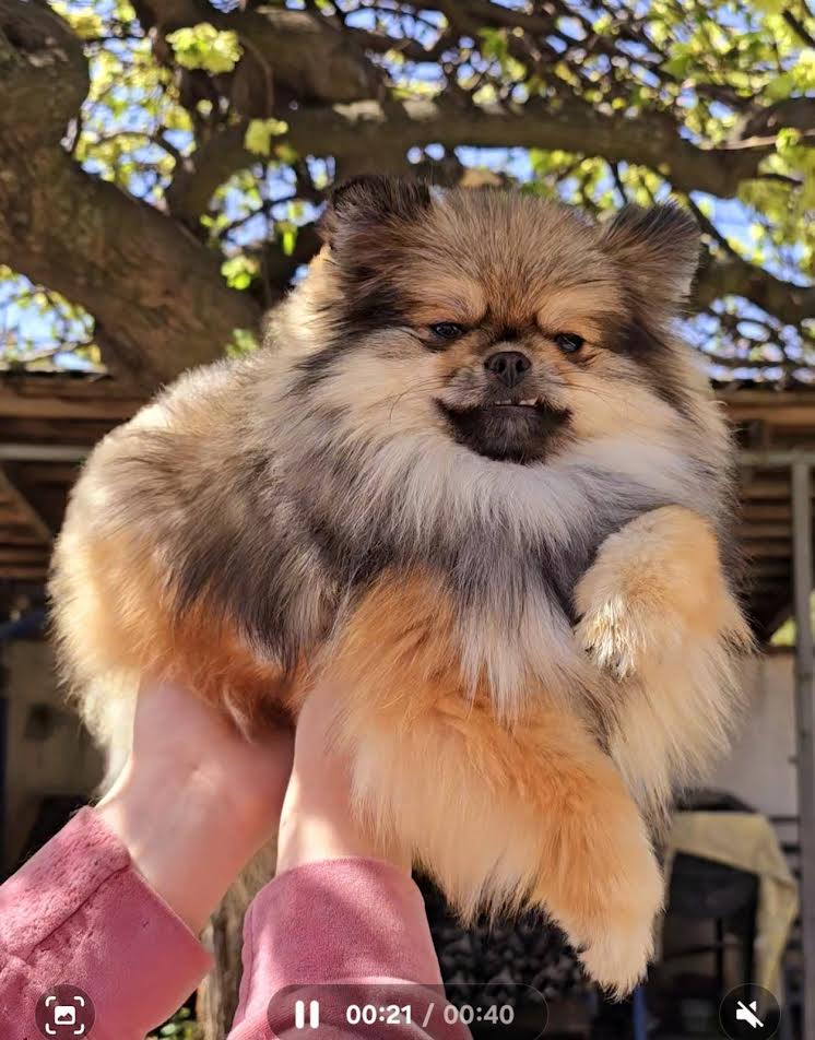 Čistokrvni Boo štenci Pomeranca
