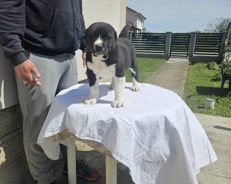Srednjeazijski ovčar VRHUNSKI štenci