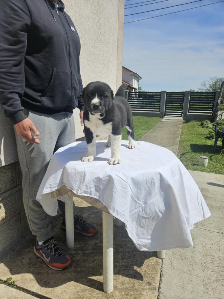 Srednjeazijski ovčar VRHUNSKI štenci