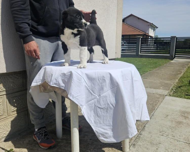 Srednjeazijski ovčar VRHUNSKI štenci