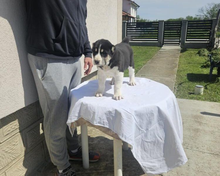 Srednjeazijski ovčar VRHUNSKI štenci