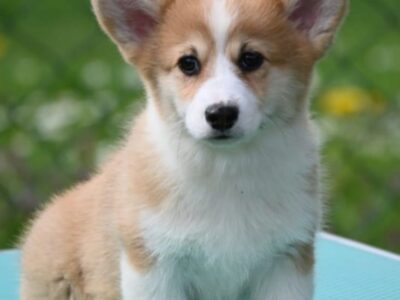 Velski korgi/Welsh Corgi Pembroke