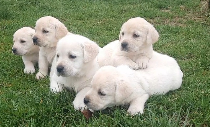 Prelepi, čistokrvni štenci labradora