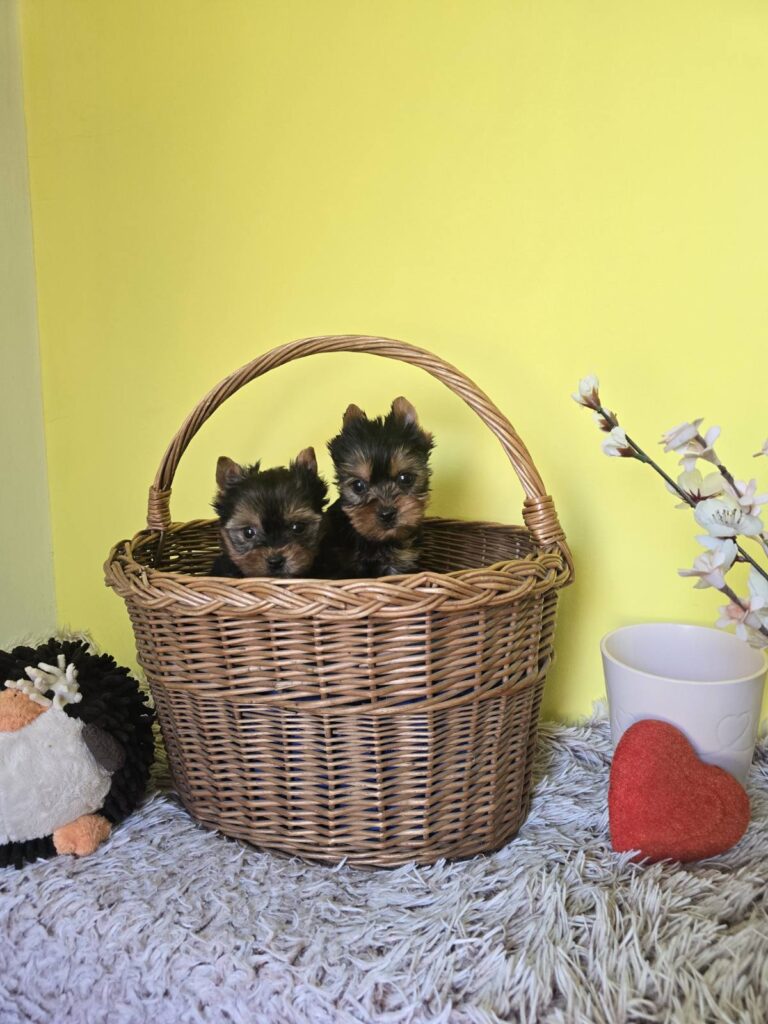 Mini Jorkširski Terijeri, mužjak na prodaju