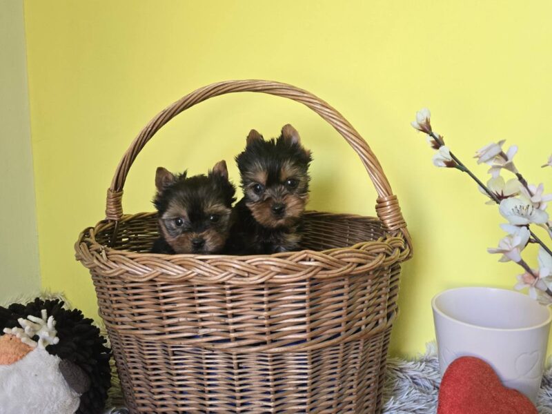 Mini Jorkširski Terijeri, mužjak na prodaju