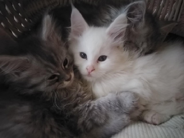 Maine Coon mačići