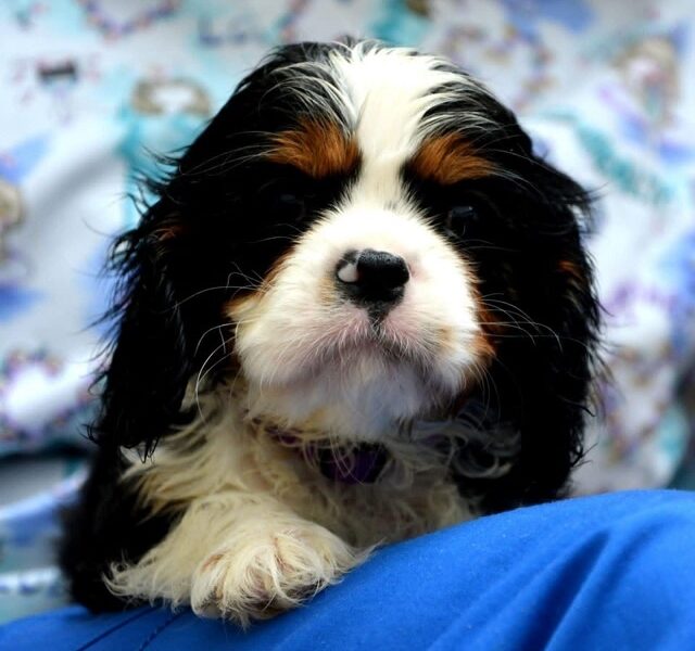 Cavalier King Charles španiel - blenheim i tricolor