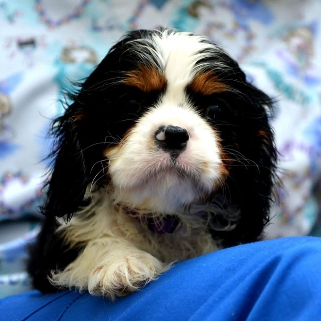 Cavalier King Charles španiel - blenheim i tricolor