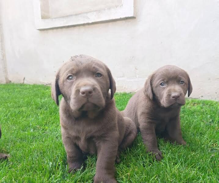 Labrador retriver