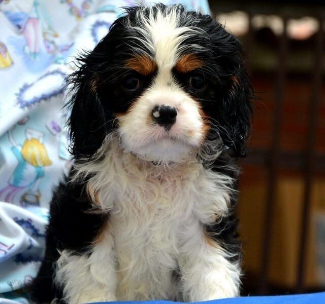Cavalier King Charles španiel - blenheim i tricolor