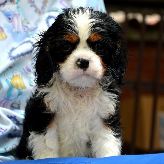 Cavalier King Charles španiel - blenheim i tricolor
