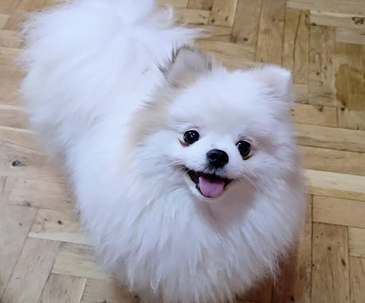 Čistokrvni Boo štenci Pomeranca