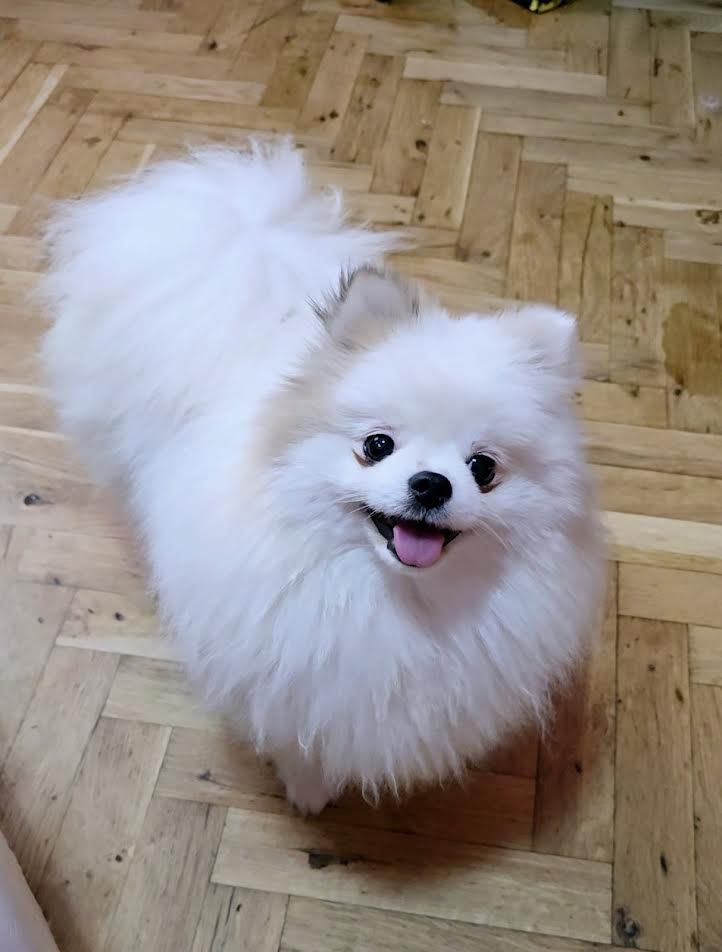 Čistokrvni Boo štenci Pomeranca