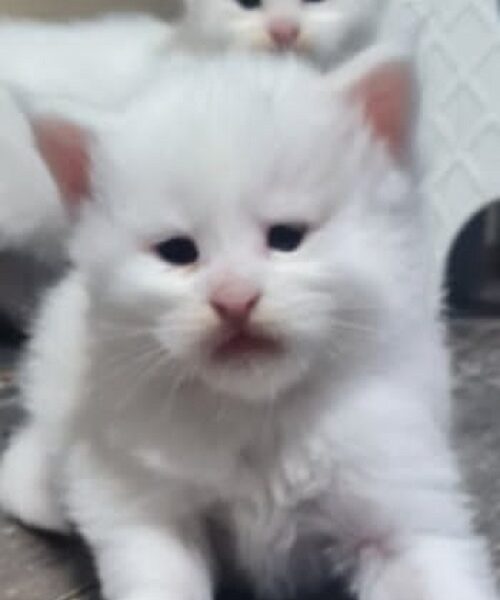 Maine Coon mačići