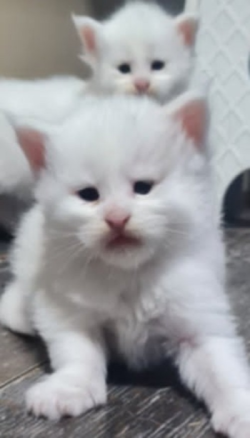 Maine Coon mačići