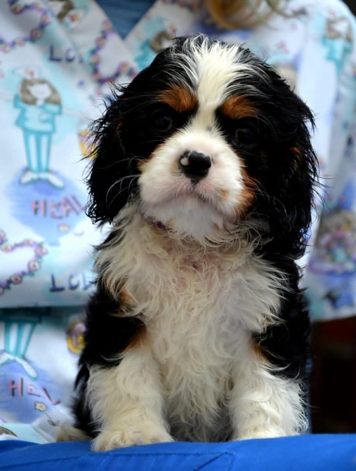 Cavalier King Charles španiel - blenheim i tricolor