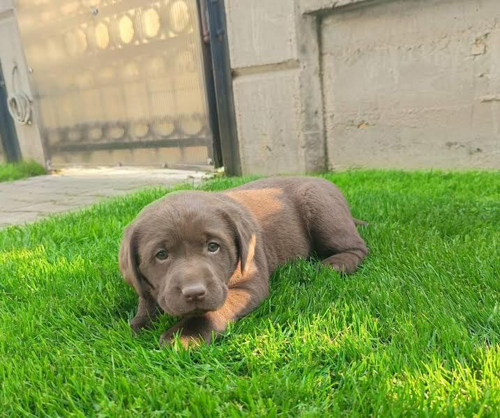 Labrador retriver
