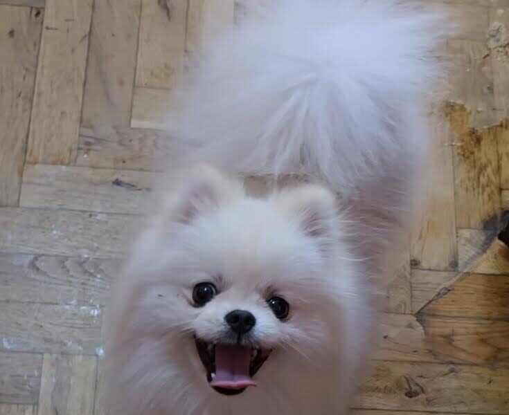 Čistokrvni Boo štenci Pomeranca