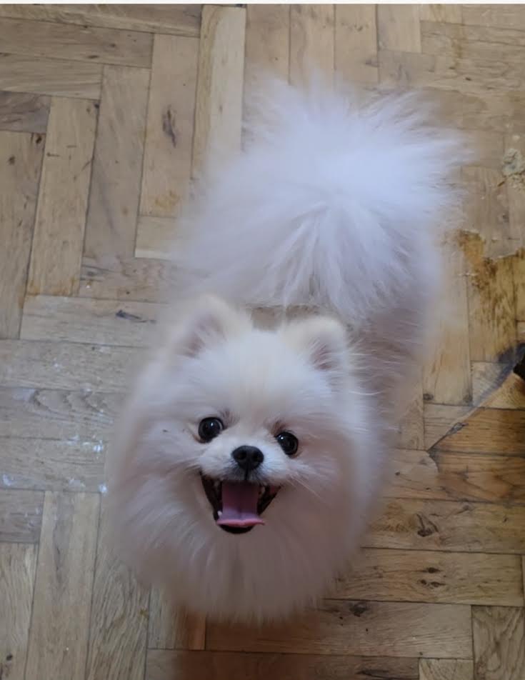 Čistokrvni Boo štenci Pomeranca