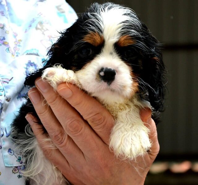 Cavalier King Charles španiel - blenheim i tricolor