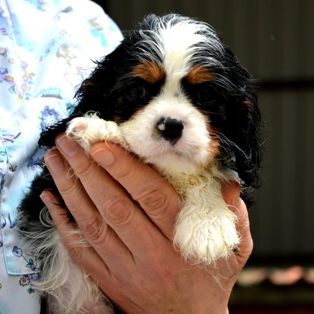 Cavalier King Charles španiel - blenheim i tricolor