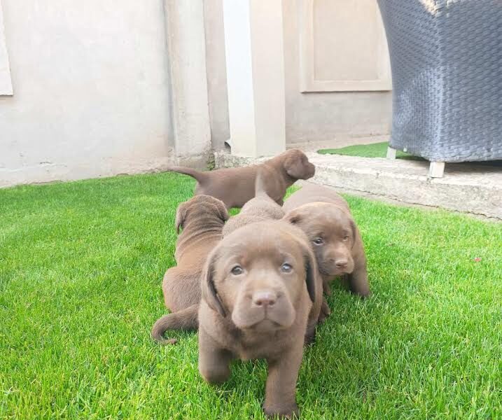 Labrador retriver