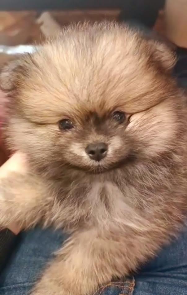 Čistokrvni Boo štenci Pomeranca