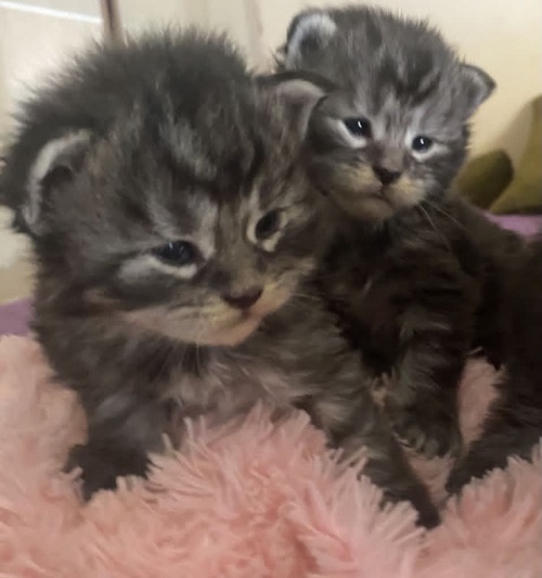 Maine Coon mačići