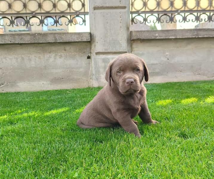 Labrador retriver