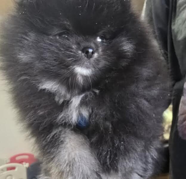 Čistokrvni Boo štenci Pomeranca
