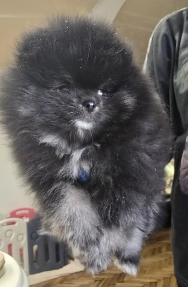 Čistokrvni Boo štenci Pomeranca