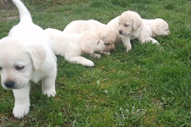 Prelepi, čistokrvni štenci labradora