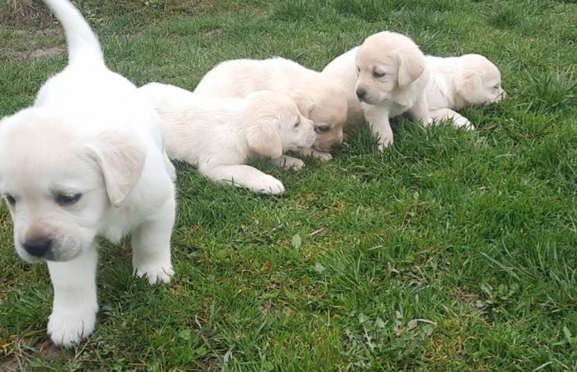 Prelepi, čistokrvni štenci labradora