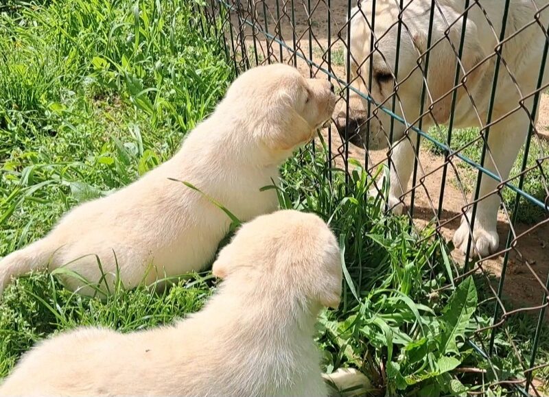 Prelepi, čistokrvni štenci labradora