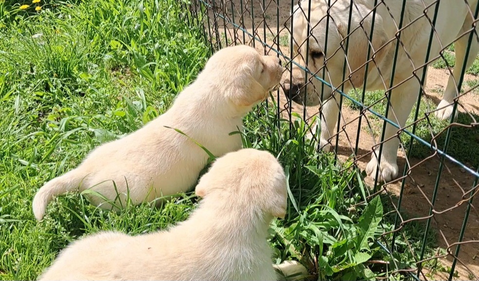 Prelepi, čistokrvni štenci labradora