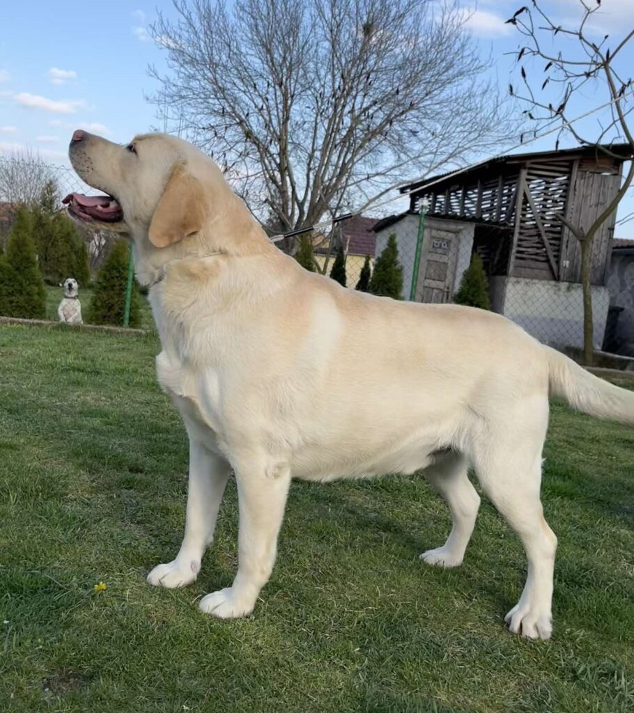 Prelepi, čistokrvni štenci labradora