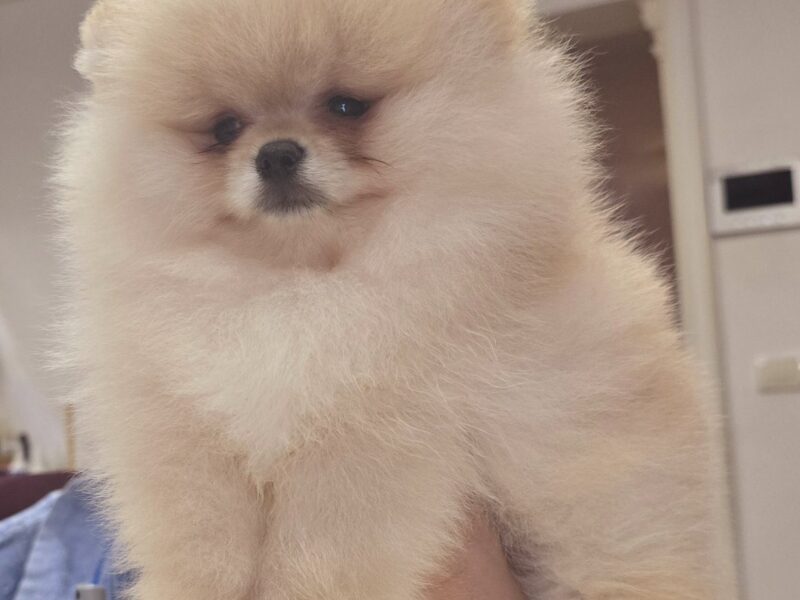 Pomeranac prelepi štenci
