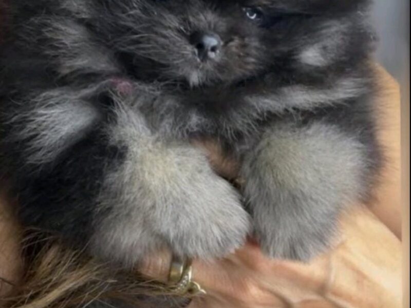 Pomeranac prelepi štenci