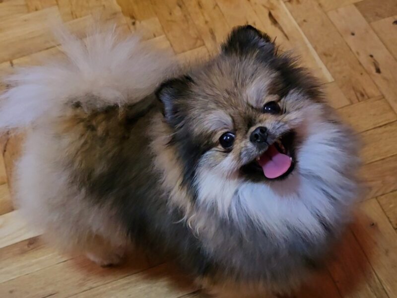 Pomeranac prelepi štenci