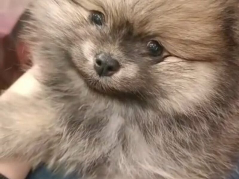 Pomeranac prelepi štenci