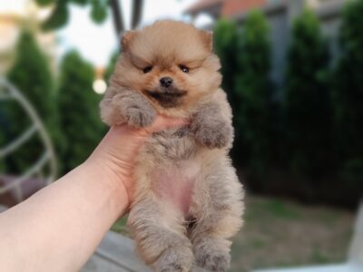 Pomeranac Top zenka